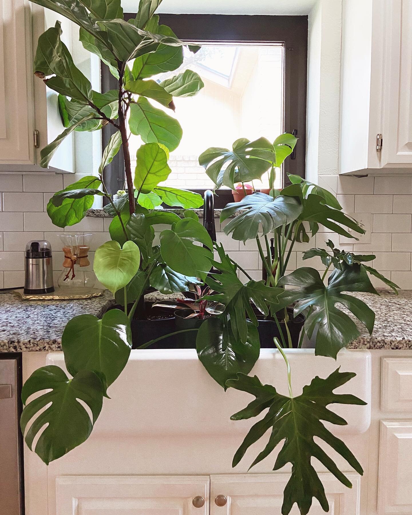 Watering day! You definitely do not have to do this, you can 100% use a watering can. 😂😅 For me it&rsquo;s just easy to bring them to the sink and give all of them a proper drenching at once.